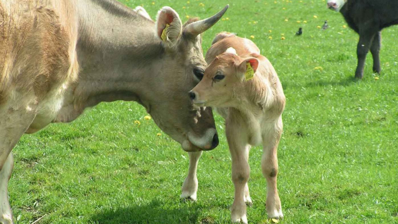 Kuh mit Kalb auf der Weide