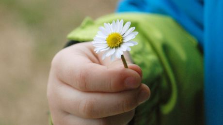 Kinderhand mit Gänseblümchen